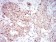 Rab6b Primary Antibody MP31019 [M6D12G9]