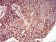 Rab6b Primary Antibody MP31020 [M6D12E4]