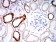 PLD2 Primary Antibody MP31024 [M7E4D9]