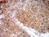 PGRMC1 Primary Antibody MP31028 [M6F9A1]