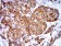 PGRMC1 Primary Antibody MP31028 [M6F9A1]