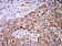 PGRMC1 Primary Antibody MP31029 [M7G11G8]