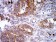 VIMP Primary Antibody MP31044 [M7F8G1]