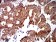 PTPN14 Primary Antibody MP31048 [M2B3H7]