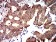 PTPN14 Primary Antibody MP31049 [M2C12E3]
