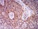 BIN1 Primary Antibody MP31051 [M3B6F10]