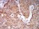 EIF5 Primary Antibody MP31052 [M6D6H11]