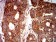 EIF5 Primary Antibody MP31052 [M6D6H11]