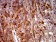 EIF5 Primary Antibody MP31053 [M6D6G6]