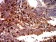 EIF5 Primary Antibody MP31053 [M6D6G6]