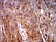 C3C Primary Antibody MP31055 [M4C6A8]