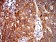 UFD1L Primary Antibody MP31059 [M4F11A4]