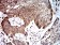 UFD1L Primary Antibody MP31059 [M4F11A4]