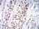 UFD1L Primary Antibody MP31060 [M2A6F3]