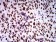 ZFP91 Primary Antibody MP31086 [M7G11H2]