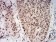 UL37 Primary Antibody MP31089 [M8A2A7]