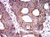 SOD2 Primary Antibody MP31094 [M8H3D2]