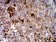 MUC5AC Primary Antibody MP31105 [M8H8G6]