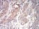 C1QA Primary Antibody MP31108 [M8B5B1]