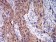 C1QA Primary Antibody MP31109 [M1C7G3]