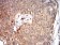 VP2 Primary Antibody MP31111 [M4E5A4]