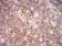 HLA-B Primary Antibody MP31115 [M2A11G7]