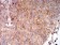 HLA-B Primary Antibody MP31115 [M2A11G7]