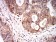 CPV-VP2 Primary Antibody MP31118 [M2G10A3]