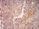 RALB Primary Antibody MP31120 [M7F8B4]