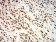 ANAPC10 Primary Antibody MP31139 [M3E9A9]