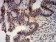 ANAPC10 Primary Antibody MP31140 [M8F1D10]