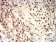 ROP1 Primary Antibody MP31143 [M4A7E12]