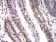 CIRBP Primary Antibody MP31147 [M6E12B3]