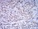 ATF4 Primary Antibody MP31162 [M2A6F12]