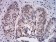 ATF4 Primary Antibody MP31162 [M2A6F12]