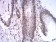 ASH2L Primary Antibody MP31165 [M6F6B9]