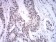 ASH2L Primary Antibody MP31165 [M6F6B9]