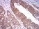 ASH2L Primary Antibody MP31171 [M6B10H10]