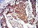 PRKAA2 Primary Antibody MP31178 [M8E11H5]