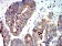 PRKAA2 Primary Antibody MP31179 [M5B4G1]