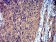 ROP1 Primary Antibody MP31183 [M3D4B2]