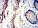 PRKAG3 Primary Antibody MP31188 [M2C7A7]