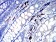 IGLC2 Primary Antibody MP31192 [M5E12B9]