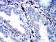 IGLC2 Primary Antibody MP31192 [M5E12B9]