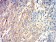ATG3 Primary Antibody MP31199 [M7A1D1]