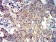 ATG3 Primary Antibody MP31200 [M2C10A12]