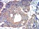 ATG3 Primary Antibody MP31200 [M2C10A12]
