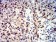 APEX1 Primary Antibody MP31203 [M7A2G7]