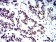 SMARCA1 Primary Antibody MP31204 [M2H7B8]