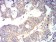RUNX3 Primary Antibody MP31207 [M7E2B8]